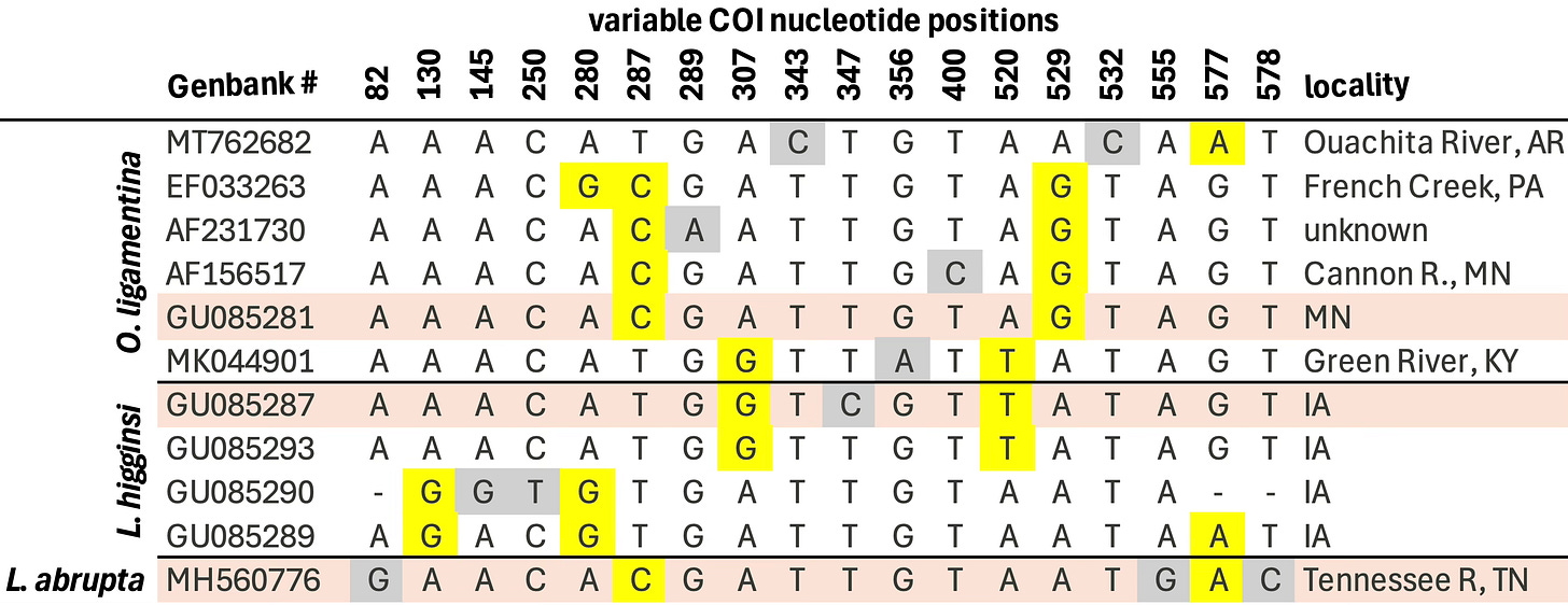 Table of variable nucleotide positions in COI for selected O. ligamentina, L. higginsii, and L. abrupta Genbank accessions.