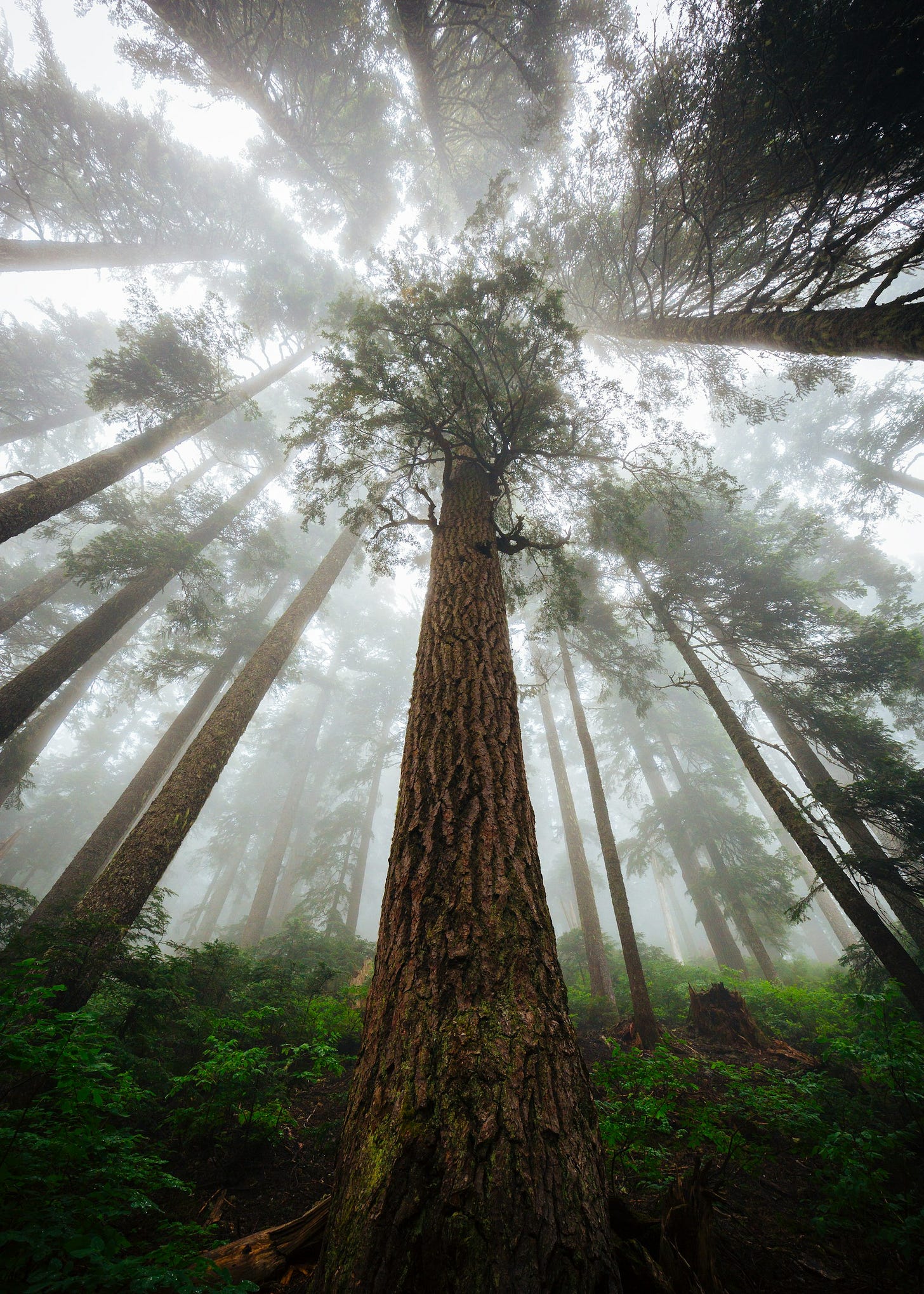 A huge tree in fog