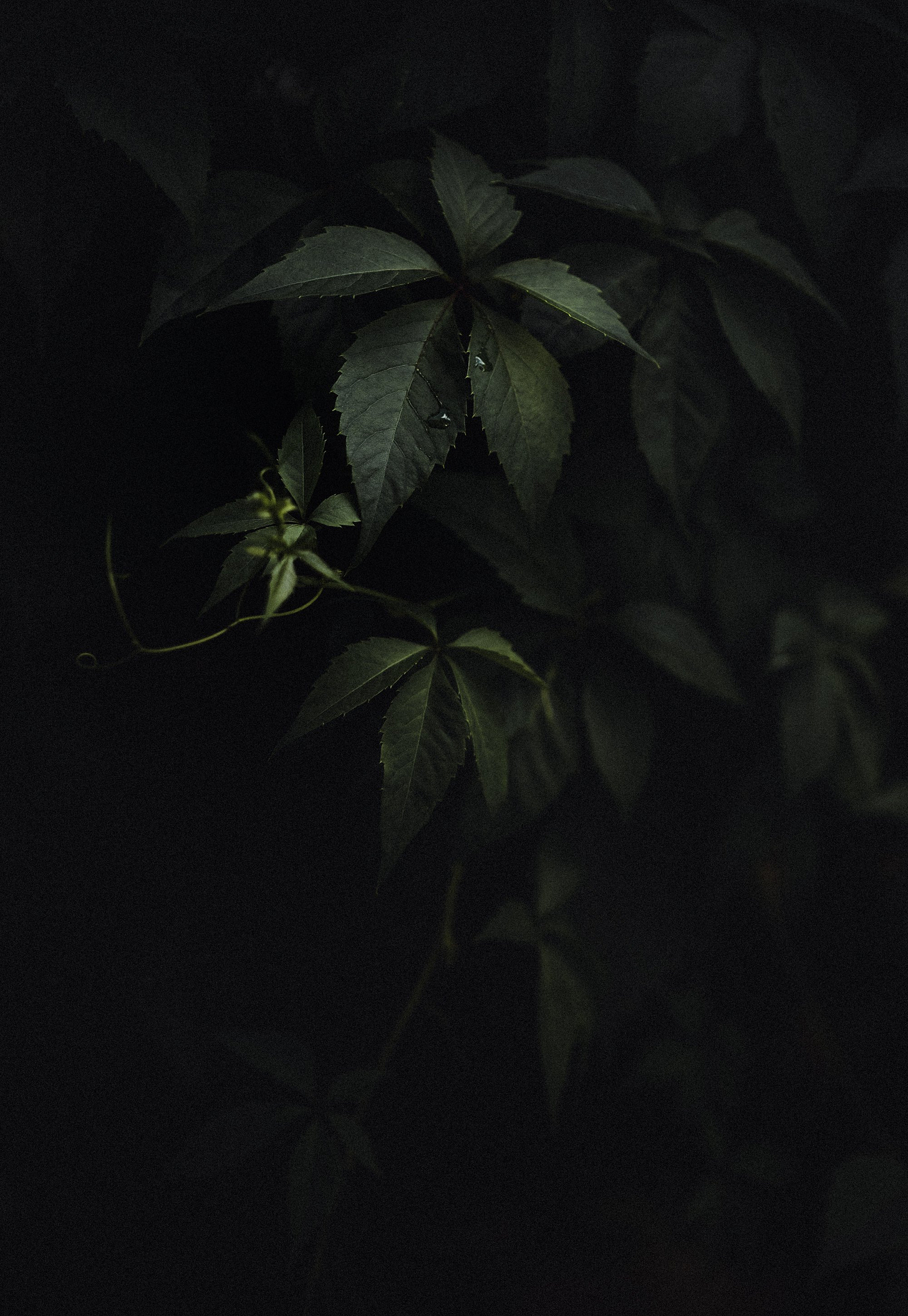 plant portrait of a creeper