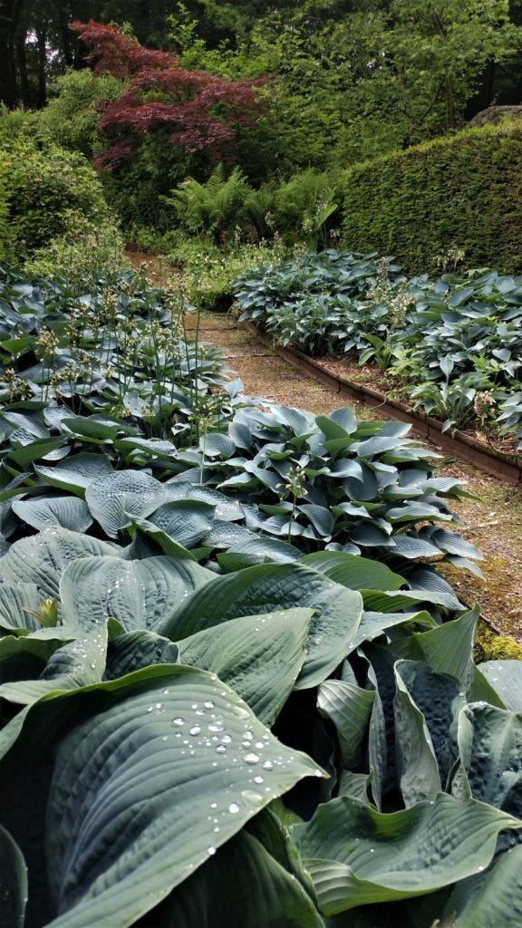Hosta Walk at Veddw Garden copyright Anne Wareham