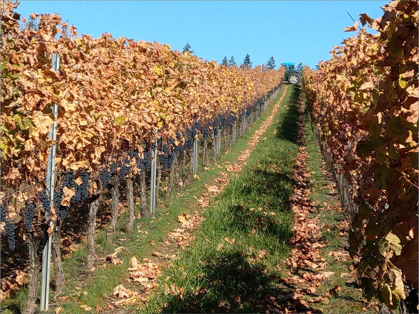 A frosty cold harvest morning for the Syrah.