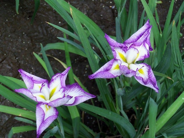 Hama-Rikyu Garden Iris Hama-Rikyu Garden Iris