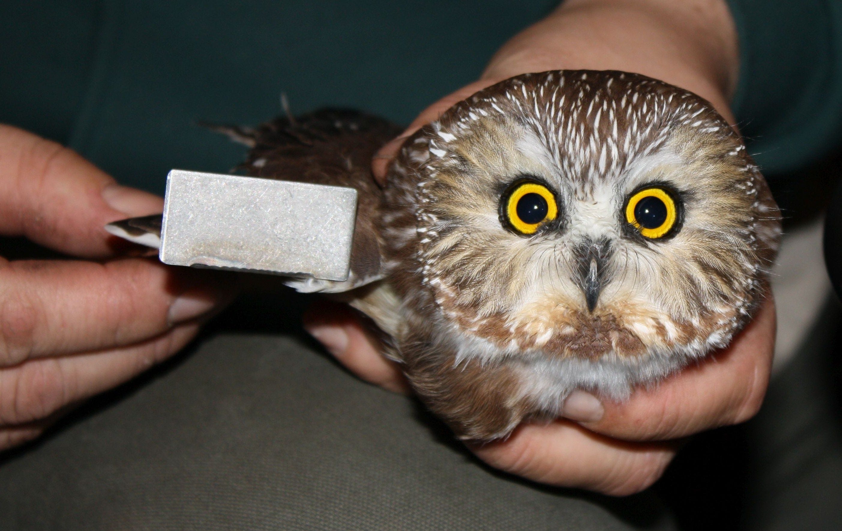 These important critters will make you look: The good and the bad.