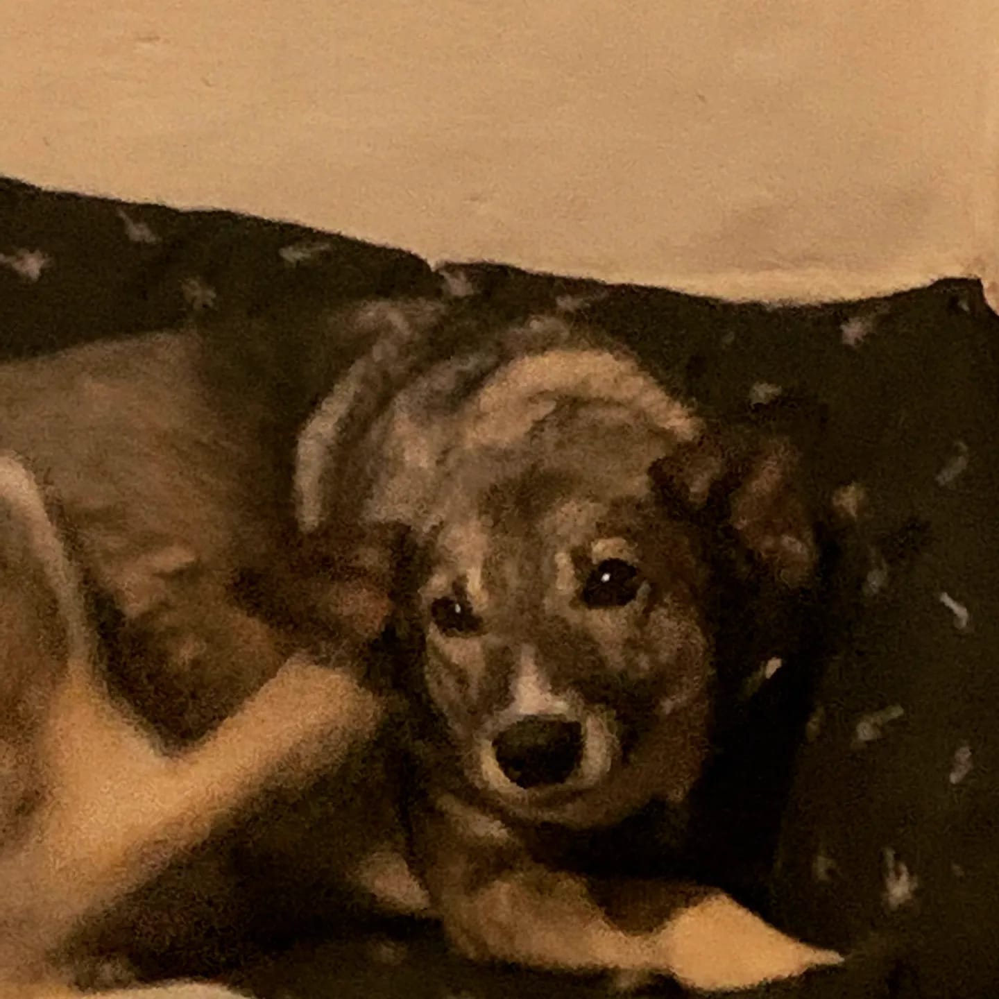 May be an image of dog May be an image of dog