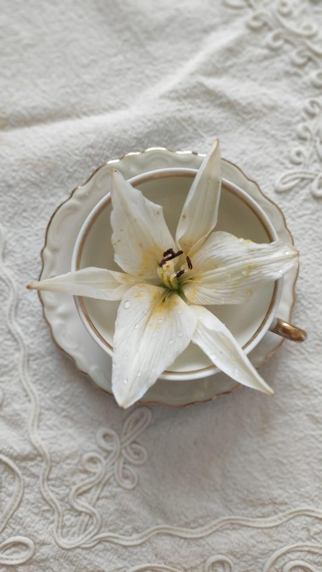May be an image of white lily May be an image of white lily