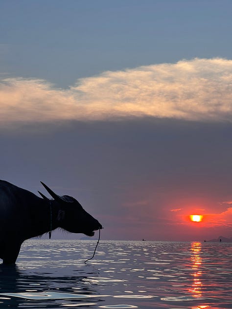 Life moments - Koh Samui, Thailand