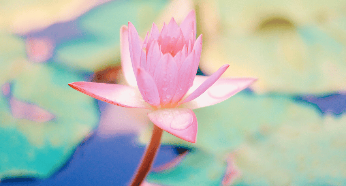 Lotus flower rising from the mud