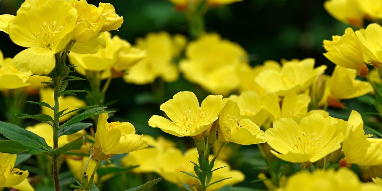 Gaslit By My GP: How I Healed Unbearable Periods Myself