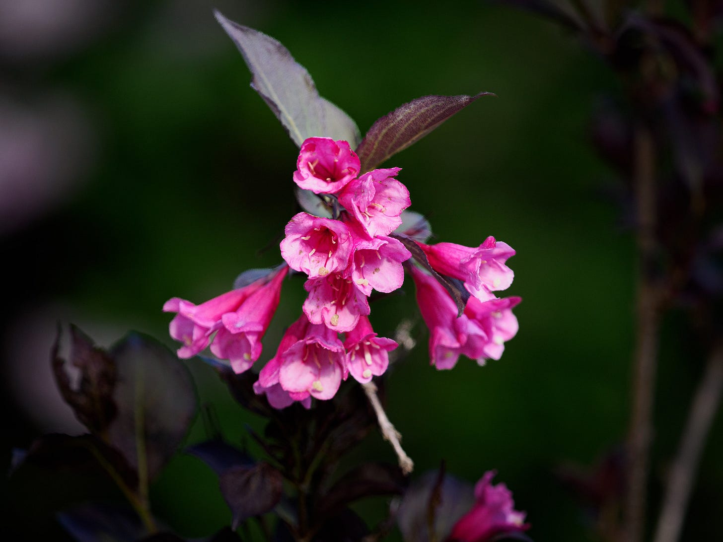 Weigela flowering shrub