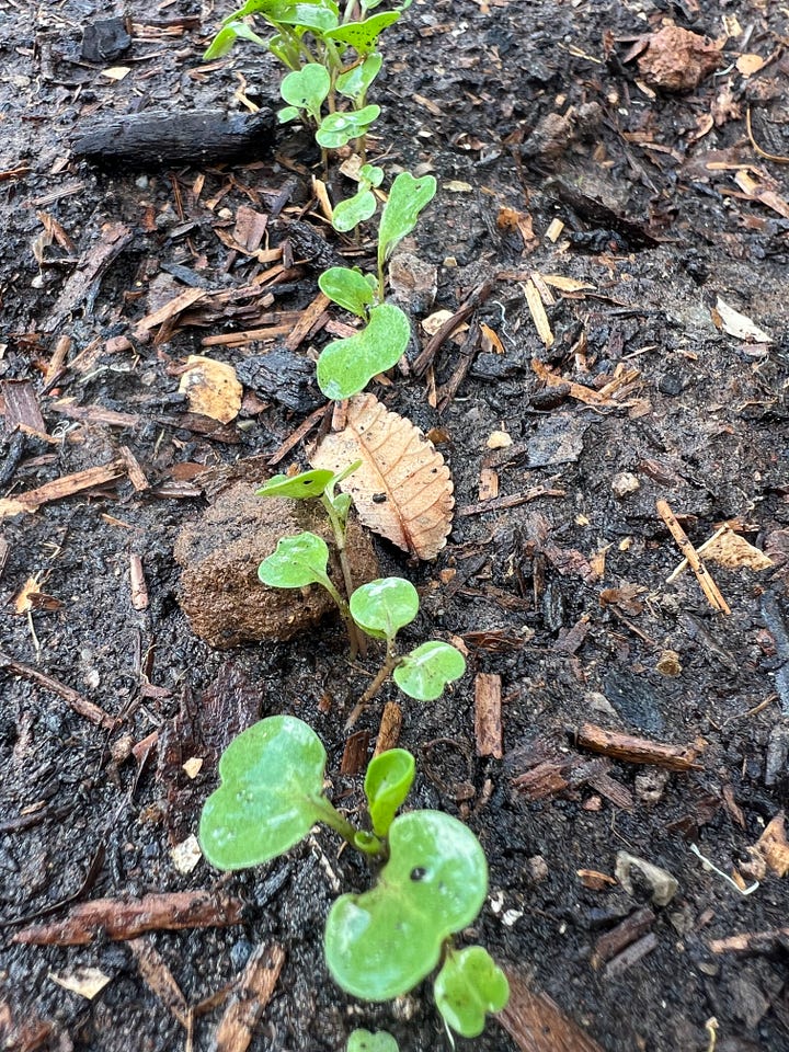 Community garden plot planted on 1 April 2024