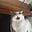 Cat Historian's avatar