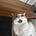 Cat’s Substack