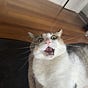 Cat Historian's avatar
