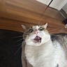 Cat’s Substack