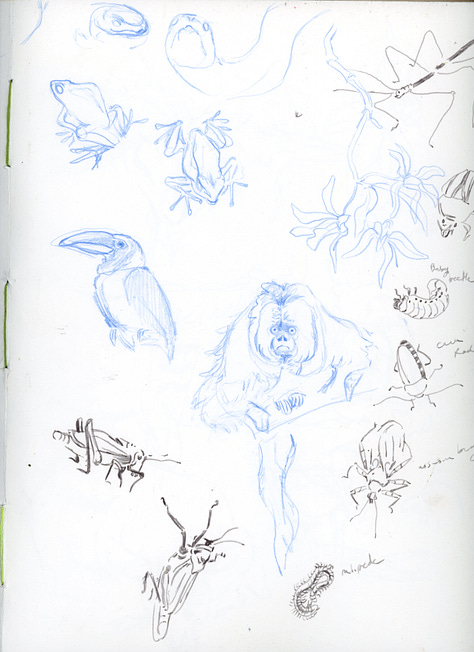 a collection of pages from Claire Donaldson's Sketchbooks