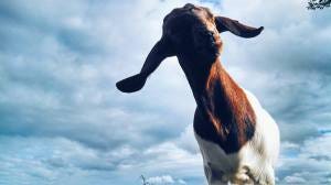 flying goat flying goat
