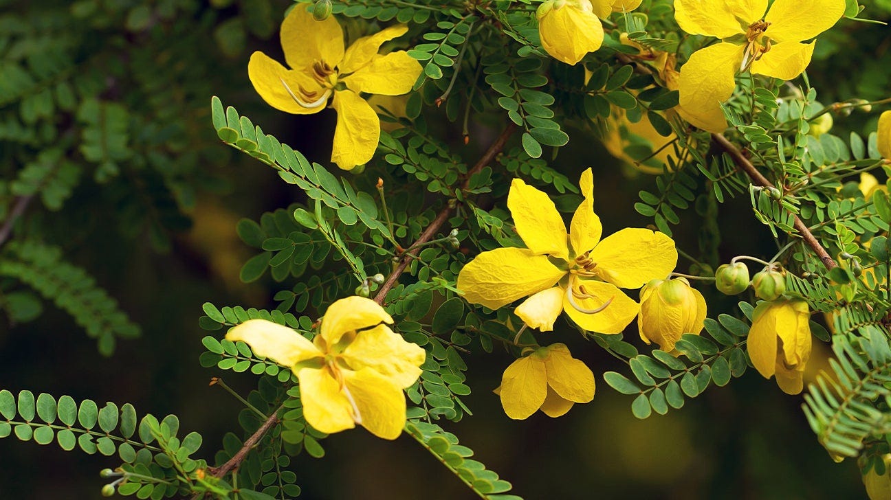 Senna Tea: Benefits, Weight Loss, and Precautions