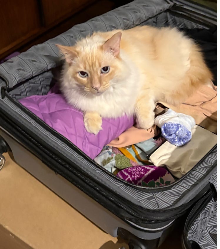 adorable white floof curled up in half filled suitcase, looking up at camera