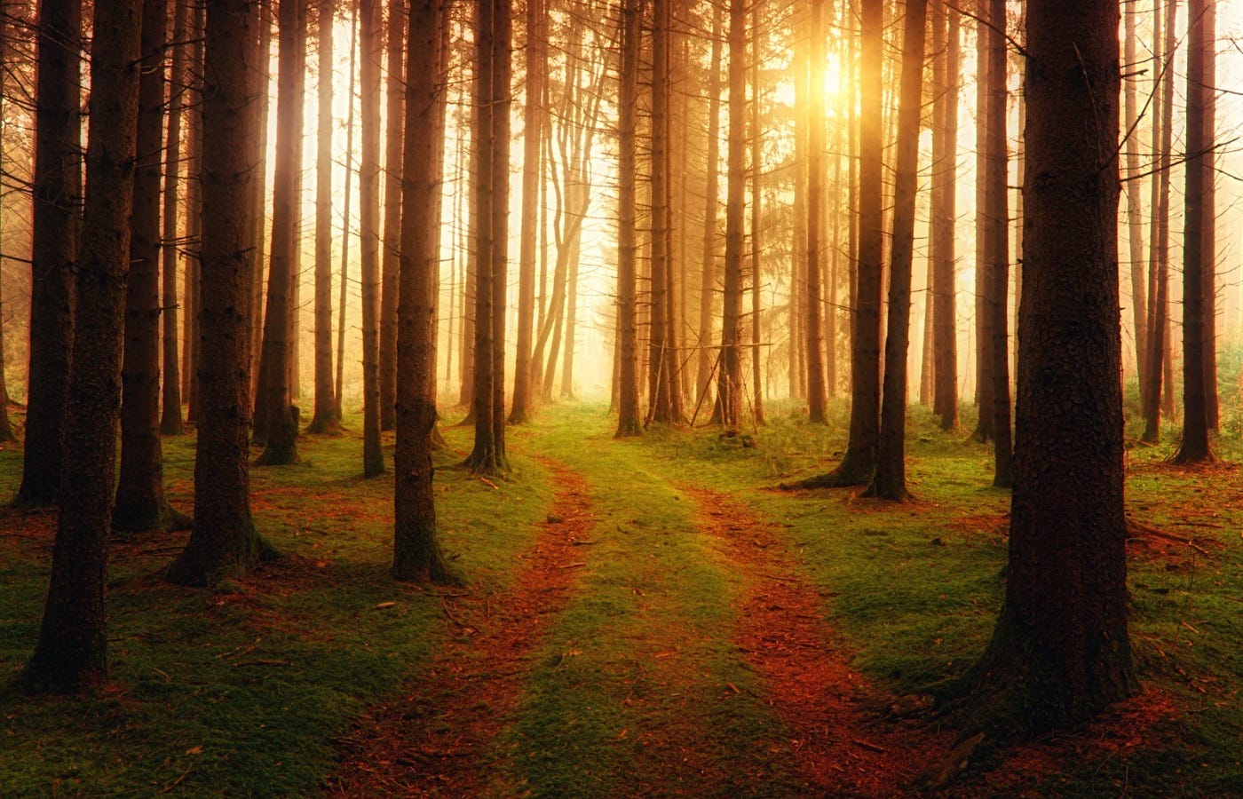 Golden sunlight filters through tall trees in a dense forest, illuminating a mossy path that leads into the distance — evoking rebirth, stillness, and the cyclical mercy of nature.