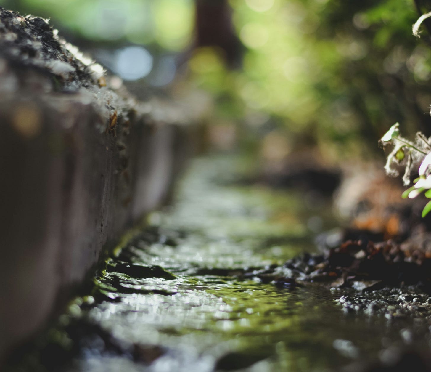 a stream of water running through a lush green forest