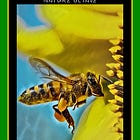 Three Archetype: Nature Octave