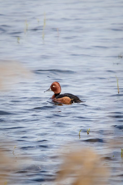 Ferruginous Duck
