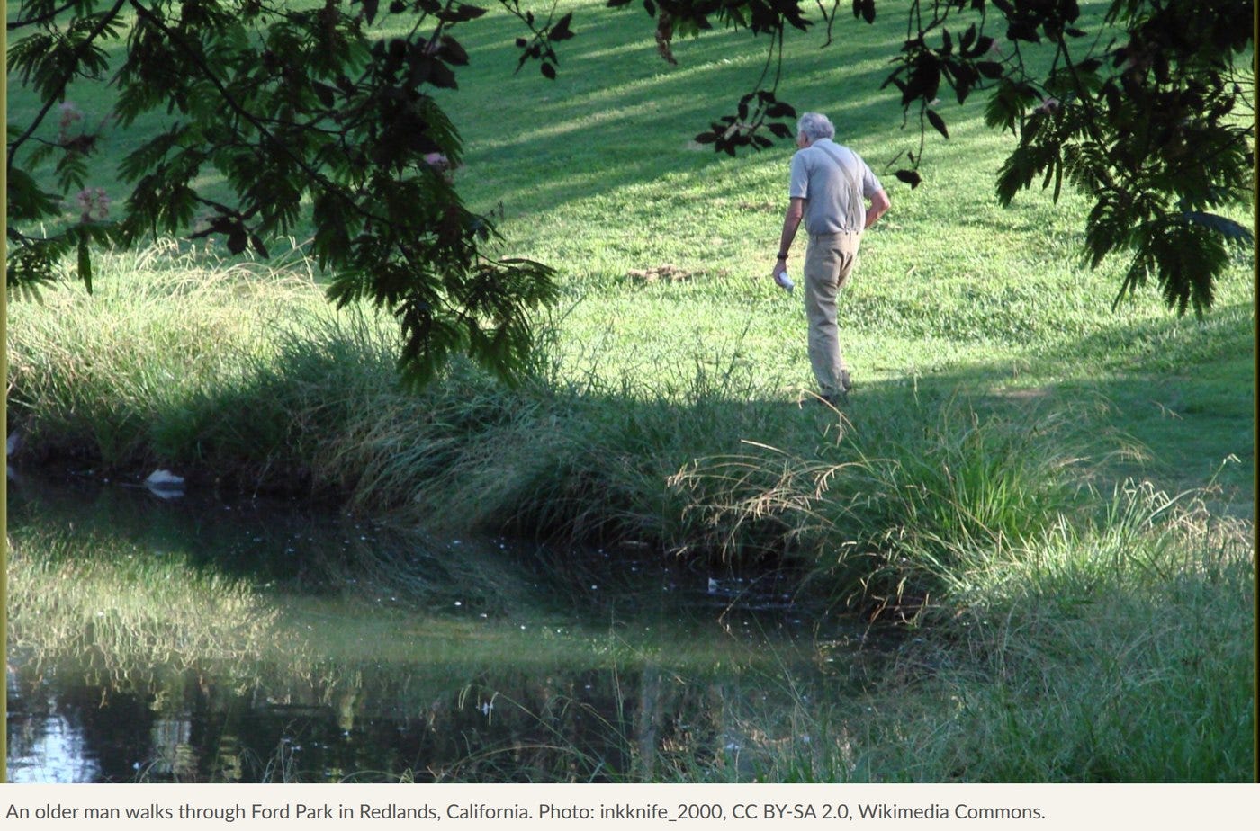 An older man walks through Ford Park in Redlands, California. Photo: inkknife_2000, CC BY-SA 2.0, Wikimedia Commons.