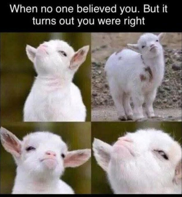 Four-panel collage shows a fluffy white baby goat in various close-up poses: first panel with head tilted upward and mouth slightly open in a curious expression; second panel standing sideways with a neutral gaze; third panel facing forward with pursed lips and narrowed eyes in a sassy look; fourth panel with head turned and tongue slightly out in a smug grin.