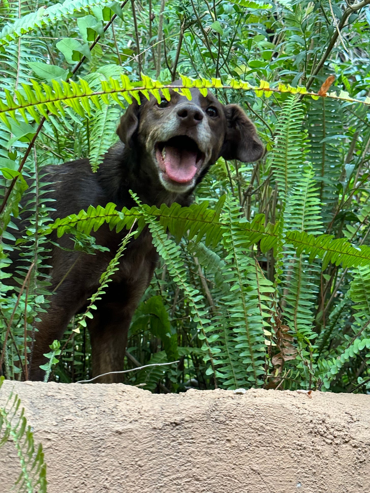 A photo of Loo in the garden, so excited that his mouth is open.