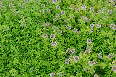 various herbs in an herb garden