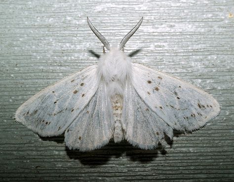 This may contain: a white moth sitting on top of a wooden floor