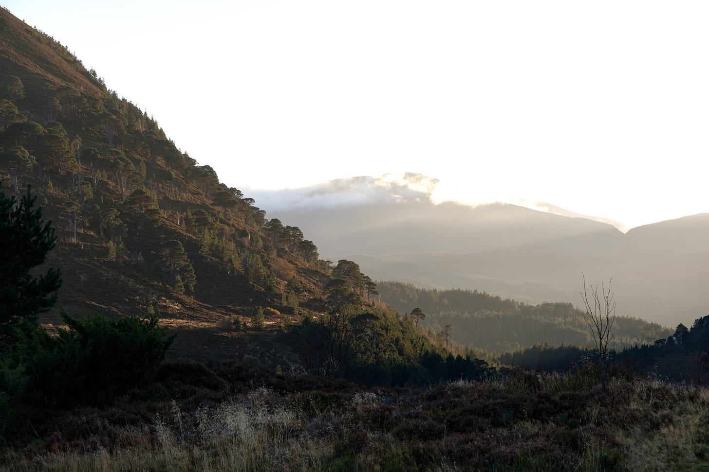 A golden-hour view over An Lochan Uaine. The steep forested hills rise from the loch’s edge, bathed in soft evening light. The colours blend gently, creating a painterly effect that feels timeless and still.