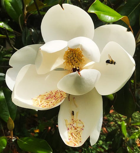 Flowers and other fragrant part of trees. Copyright Tom Kimmerer