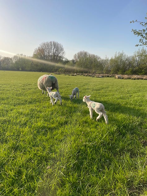 A yellow sun over a field with a single goose walking left to right; white hawthorn flowers in a hedge; two lambs following their mother across bright green grass