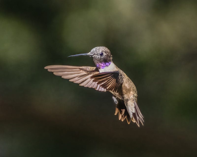 20250901-MaderaCanyon-518-Edit.jpg 20250901-MaderaCanyon-518-Edit.jpg