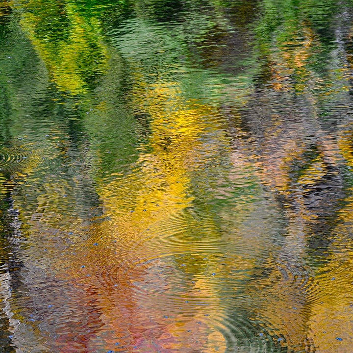 Diptych: Greens and yellow reflections of leaves in water; Right: Yellow and green leaves blowing in the wind with tree trunks.