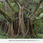 The Eight Limbs of Yoga — a map for living wisdom