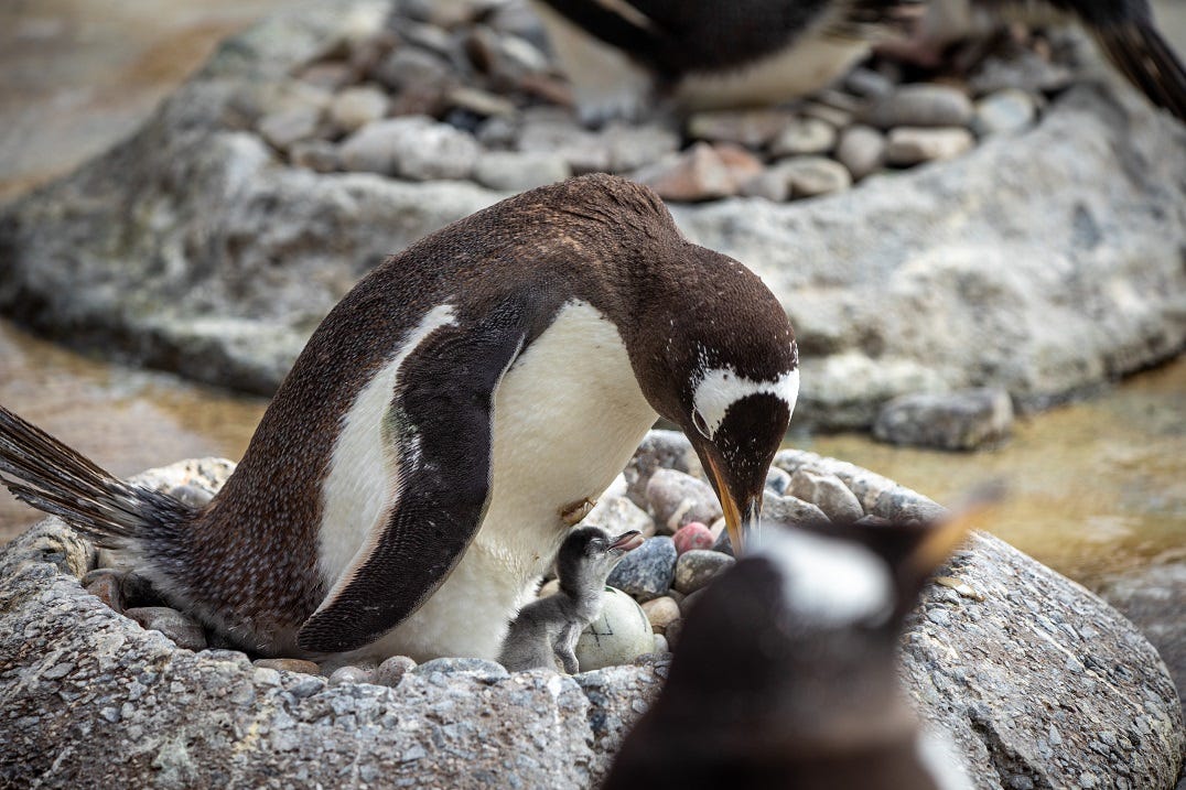 Gentoo penguin and chick at edinburgh zoo