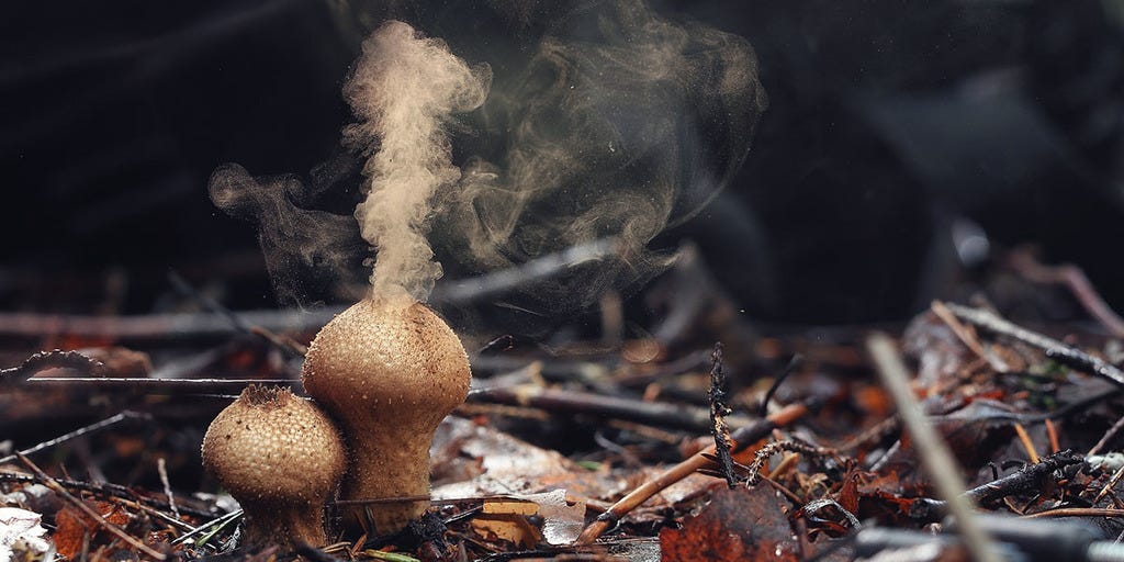 Puffball Mushrooms: The Ultimate Guide | GroCycle