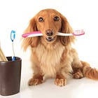 How to Implement a Dental Care Plan That Will Prevent Disease, Increase Comfort, and Lengthen Your Pet’s Lifespan