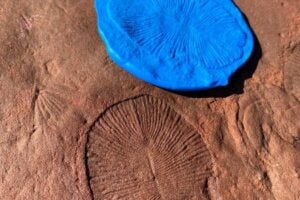 Clear fossil evidence can be found most of the five major groups – here we see a Dickinsonia fossil, providing evidence of ancient animal life.