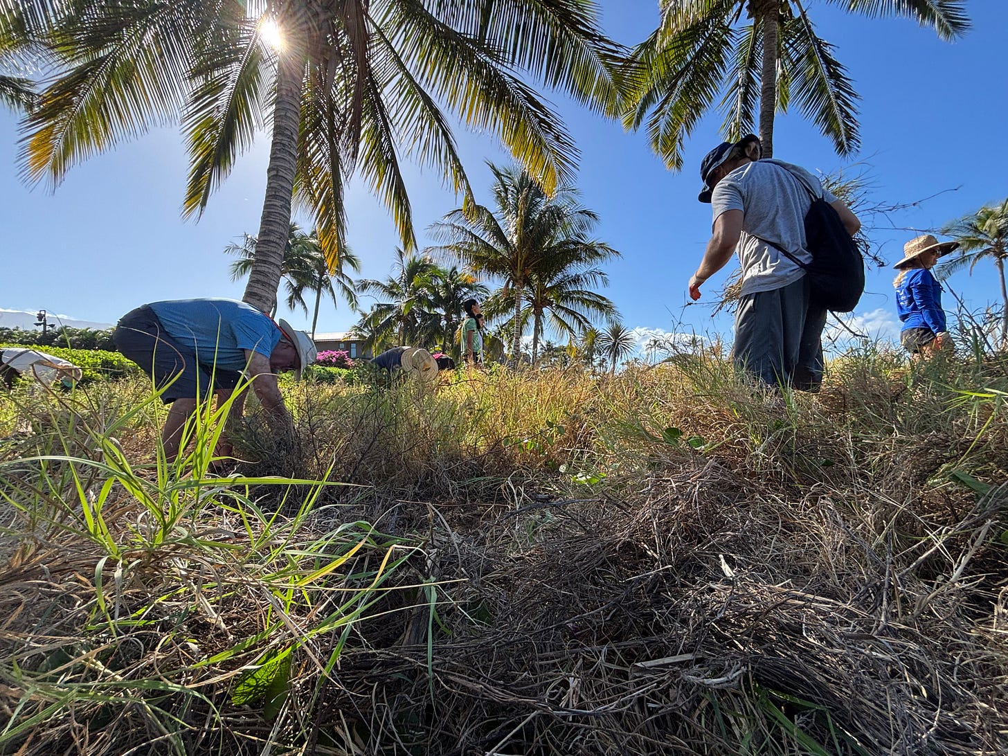 Looking up from thick brown grass at ground level toward a few volunteers bending and pulling. Sunlight filters through the branches of a palm tree. The sky is deep blue. Looking up from thick brown grass at ground level toward a few volunteers bending and pulling. Sunlight filters through the branches of a palm tree. The sky is deep blue.