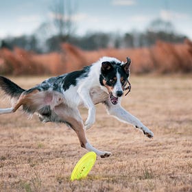 Homeopathy & canine astraphobia in an eleven year old border collie 