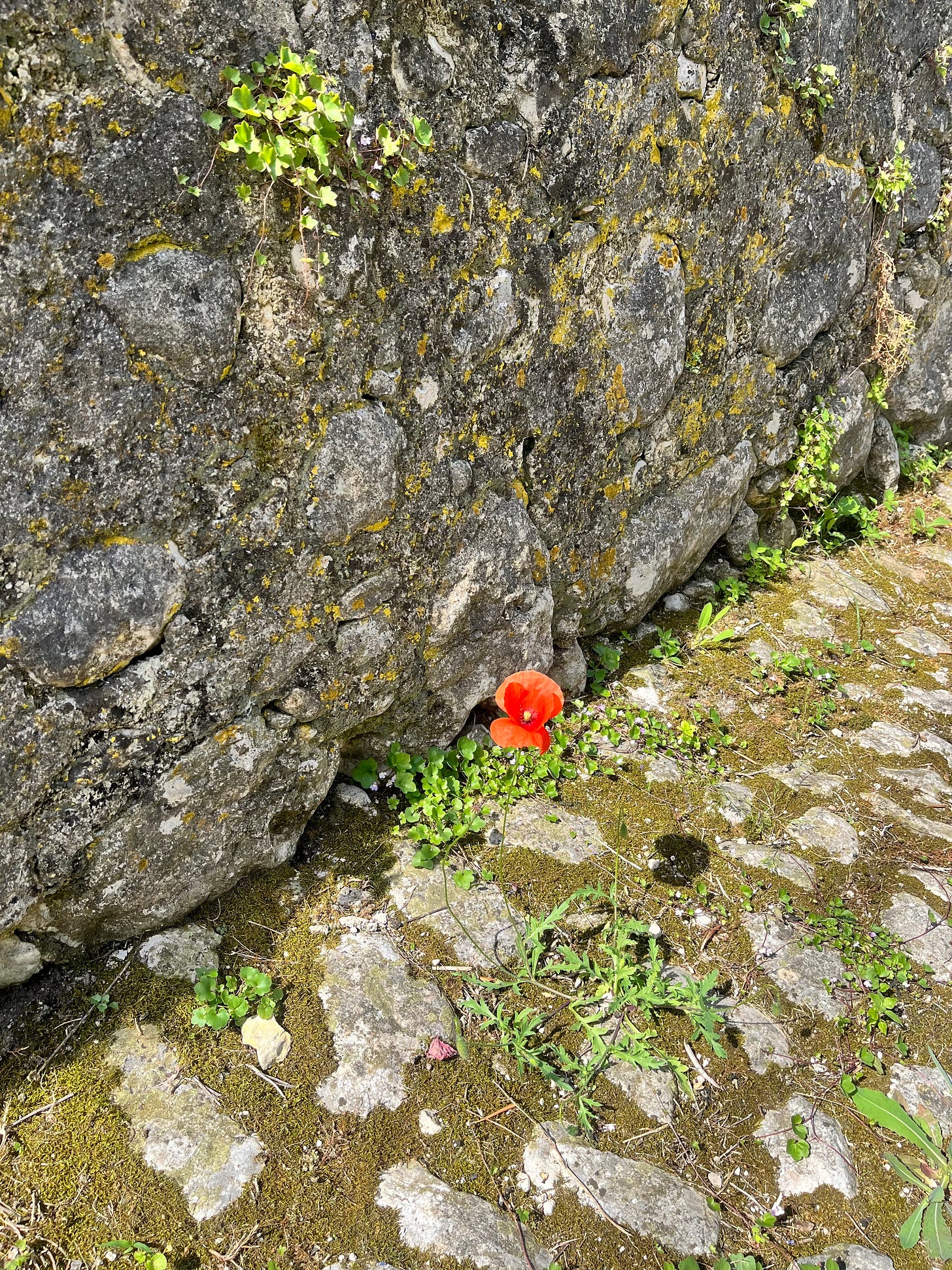 A single red poppy growing out of an ancient stone pathway