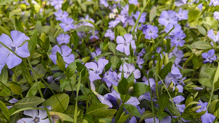 На зображеннях квіти та рослини: жовтого, фіолетового та рожевого кольору.