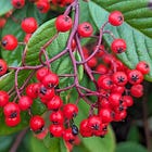 Towards a new tree-borne staple