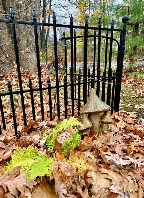 Woodland evergreens: Hellebore Hill is on a slope near the corner of our property. It contains many Epimediums and Helleborus. At the corner we have a small children's garden with a little gate and a mushroom. There are also a set of fairy houses and gnomes hidden in the well if you ever stop by for a playtime visit.