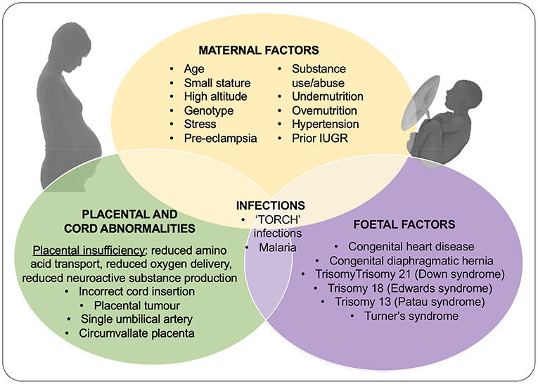 Frontiers | Knowledge Gaps and Emerging Research Areas in Intrauterine  Growth Restriction-Associated Brain Injury
