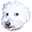 Citternist's avatar