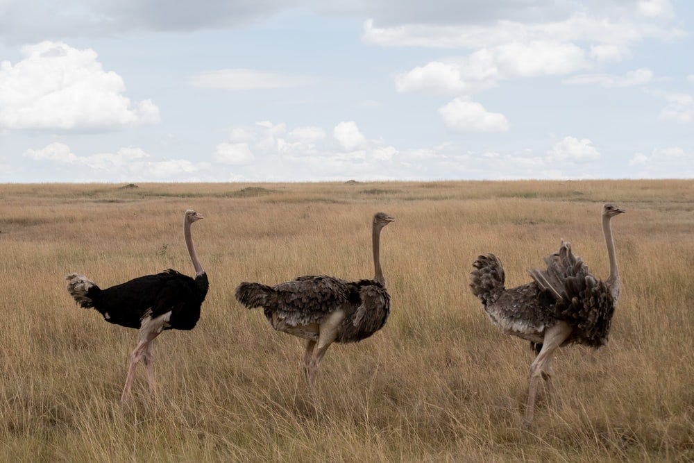 three black ostriches on field three black ostriches on field
